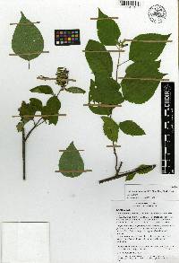 Salvia beltraniorum image