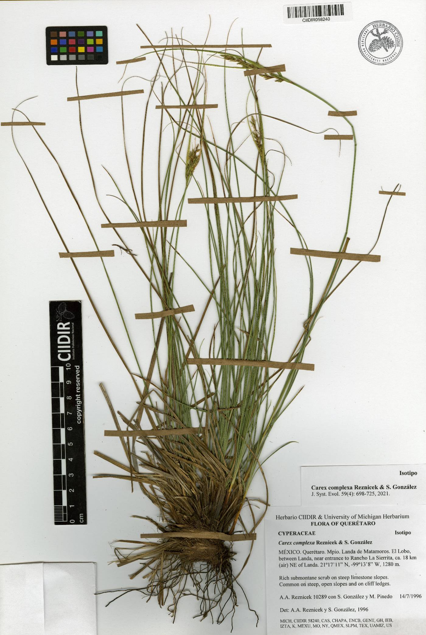 Carex complexa image