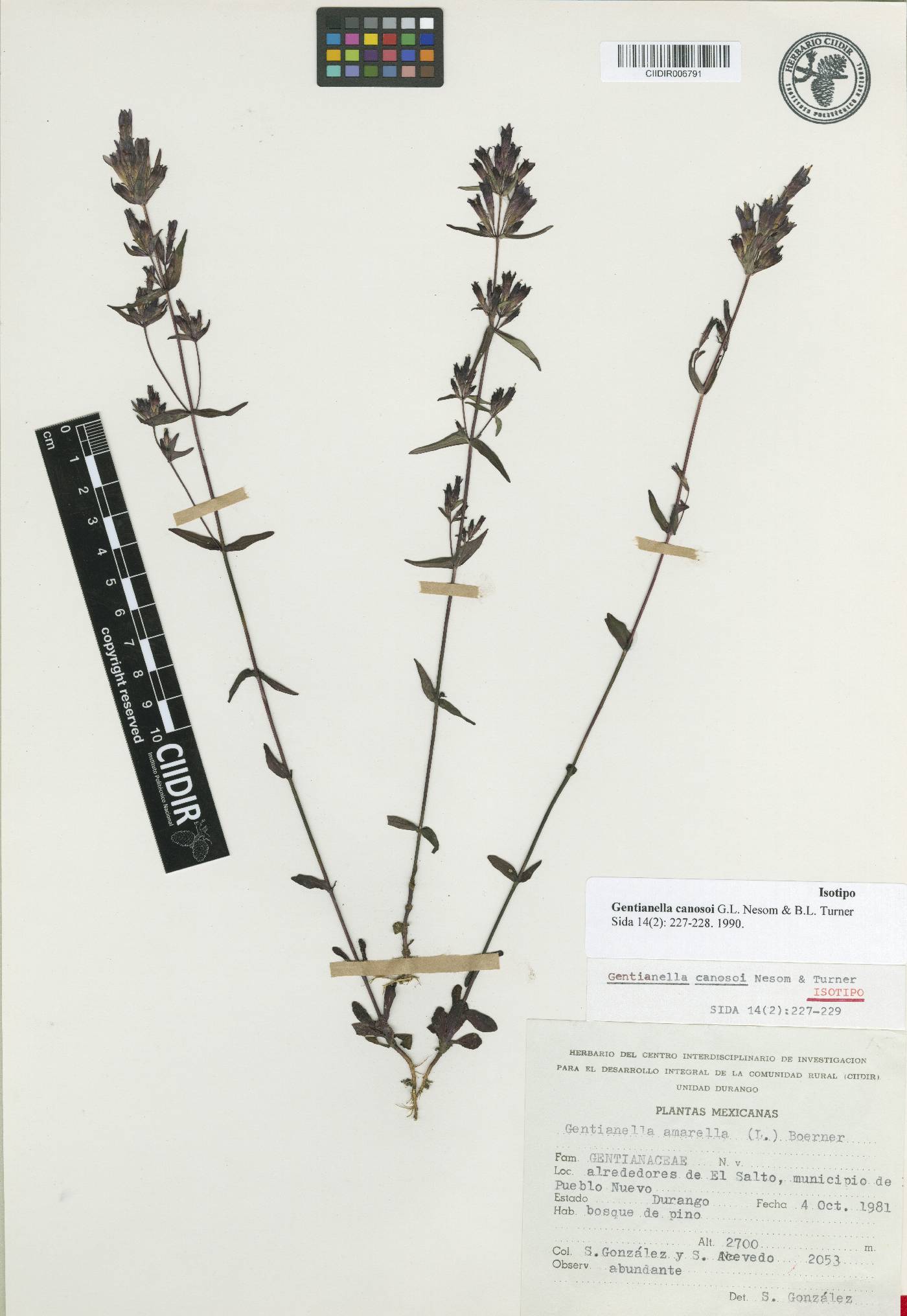 Gentianella canosoi image