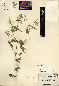 Galinsoga quadriradiata image