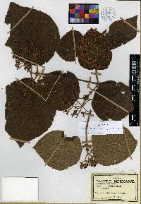 Viburnum tiliifolium image