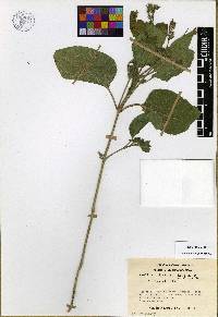 Ruellia ciliatiflora image