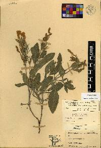 Ruellia ciliatiflora image