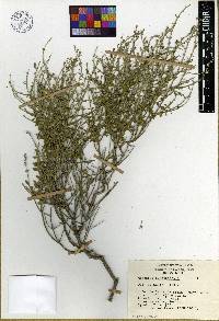 Mirandea huastecensis image