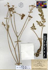 Rhodosciadium purpureum image