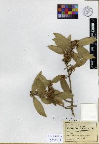Ilex tolucana image
