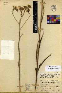 Arnoglossum ovatum image