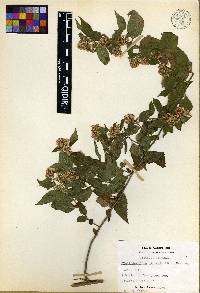 Archibaccharis hirtella image