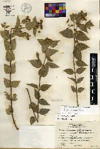 Calea jamaicensis image
