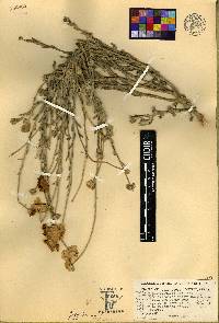 Baileya multiradiata image
