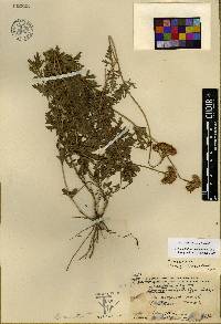 Conoclinium dissectum image