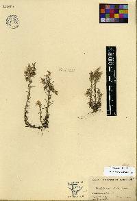 Facelis retusa image