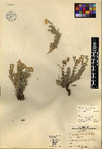 Heterotheca fulcrata image