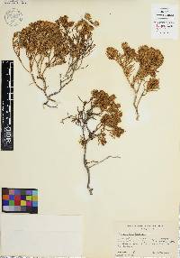 Peucephyllum schottii image