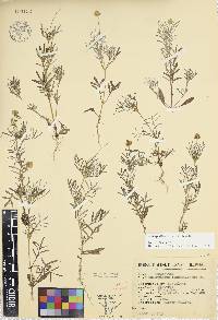 Melampodium linearilobum image