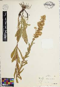 Solidago puberula image