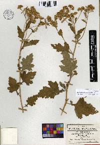 Parthenium lozanoanum image