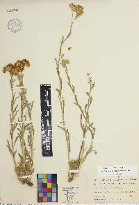 Psilostrophe gnaphalodes image
