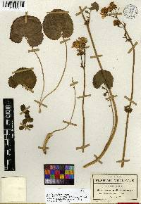 Packera coahuilensis image