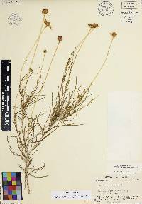 Sidneya tenuifolia image