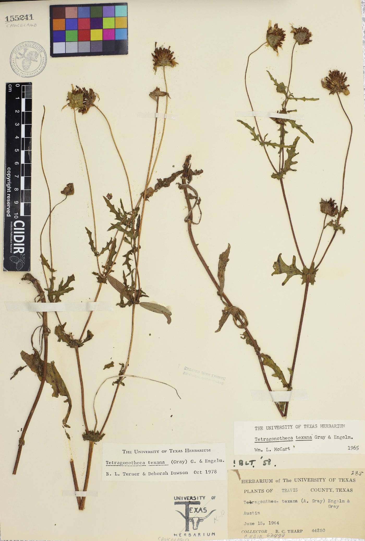 Tetragonotheca texana image