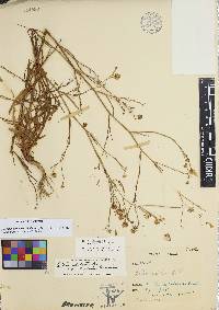Symphyotrichum subulatum var. ligulatum image