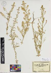 Lepidium schaffneri image