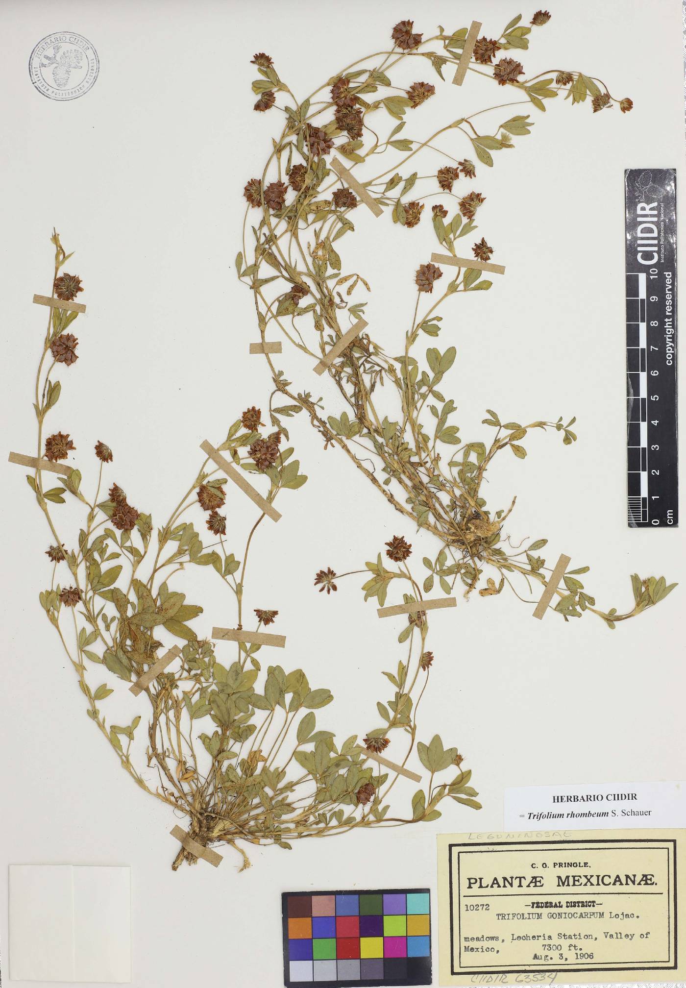 Trifolium amabile var. longifolium image