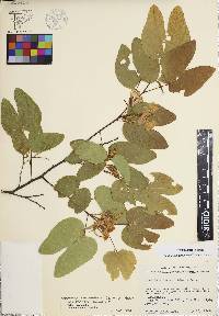 Bauhinia macranthera image