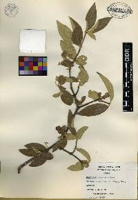 Malpighia mexicana image