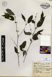 Triumfetta bogotensis image