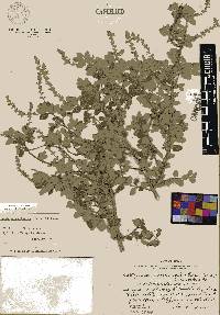 Aloysia macrostachya image