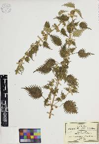 Urtica subincisa image