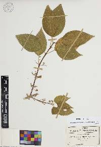 Lozanella enantiophylla image