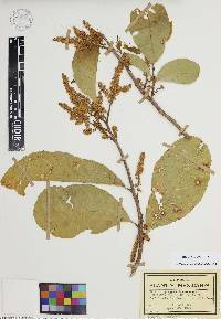 Media resource of Cupania juglandifolia