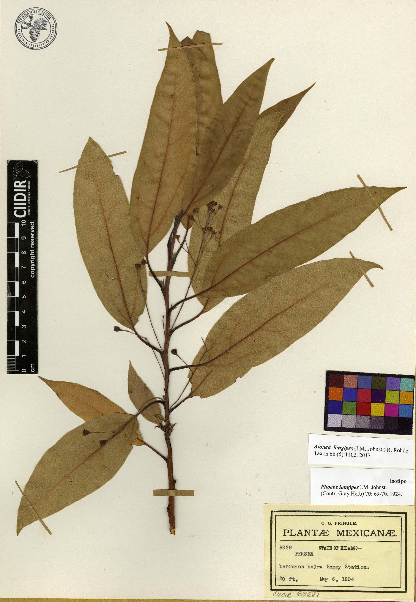 Aiouea longipes image