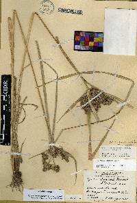 Cyperus conglobatus image