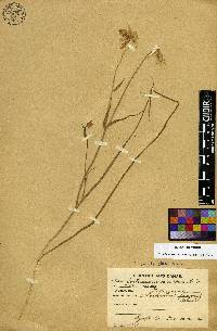 Calochortus barbatus image