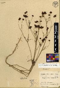 Coreopsis tinctoria var. tinctoria image