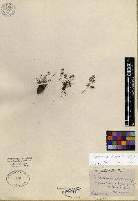 Argyrochosma dealbata image