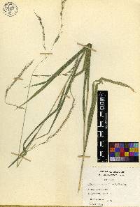 Gouinia virgata image