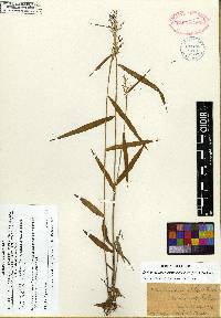 Dichanthelium dichotomum subsp. mattamuskeetense image