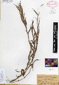 Paspalum decumbens image