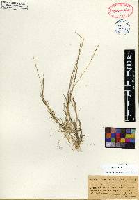 Sporobolus coromandelianus image