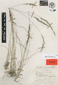 Muhlenbergia durangensis image