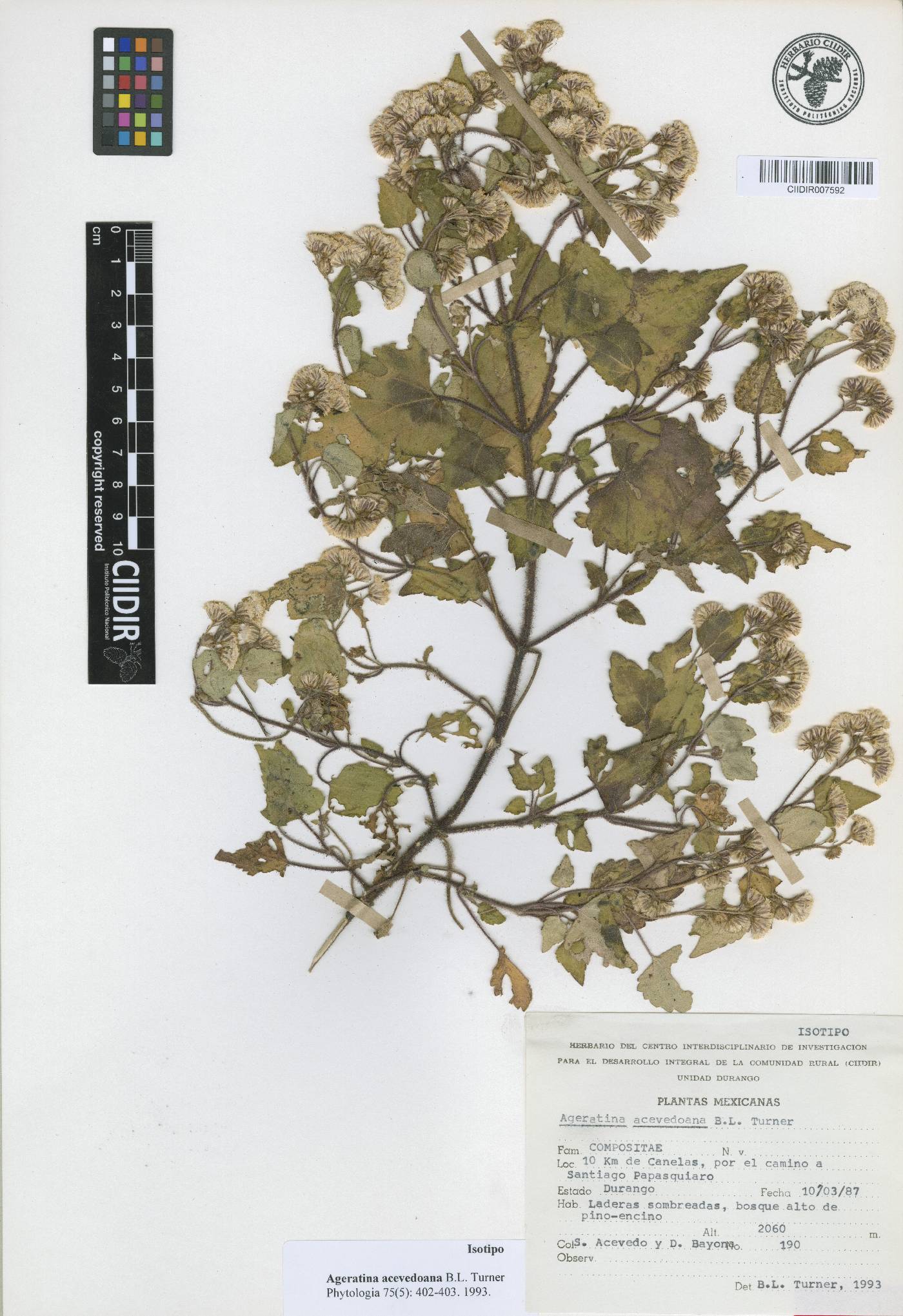 Ageratina acevedoana image