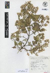 Ageratina acevedoana image