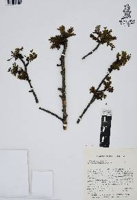 Bursera aptera image