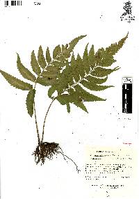Hymenasplenium delitescens image