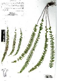 Asplenium monanthes image